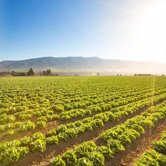 Solar drip irrigation